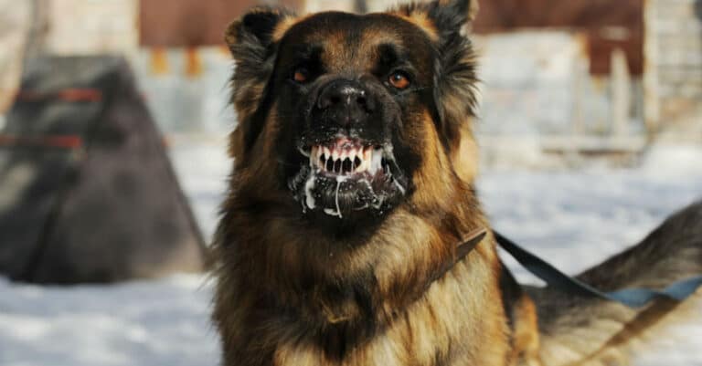 โรคพิษสุนัขบ้า (Rabies) สาเหตุ อาการ วิธีการป้องกัน