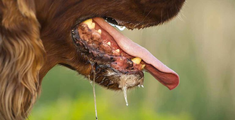 ทำไมโรคพิษสุนัขบ้ามักจะมาในหน้าร้อน? 8